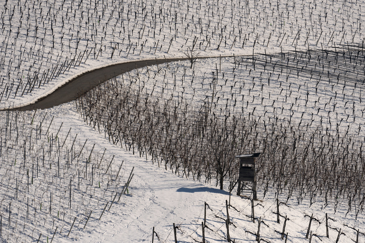 Winter vineyards Poster och Canvastavla