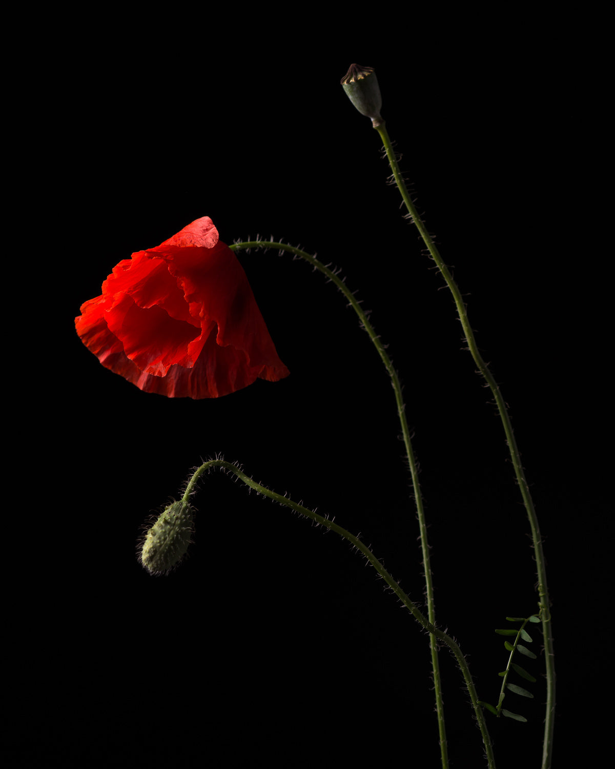 Poppies Poster och Canvastavla