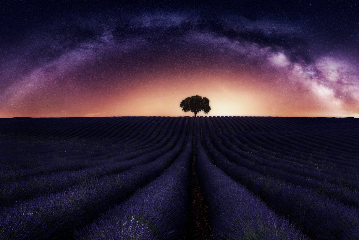 My lavander Poster och Canvastavla