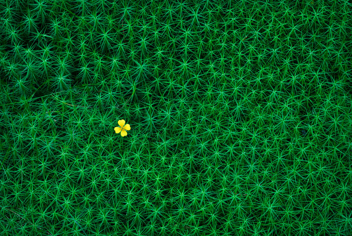 A small flower growing amongst the moss called "bearmoss" in Swedish Poster och Canvastavla