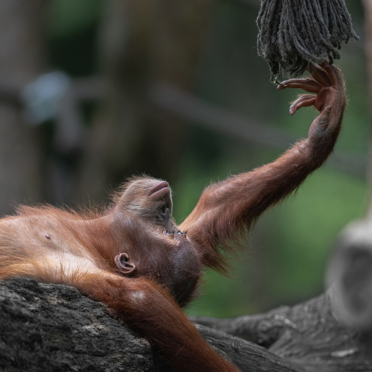 Orangutan baby "Sat-Chit-Ananda" - " bliss" Poster och Canvastavla