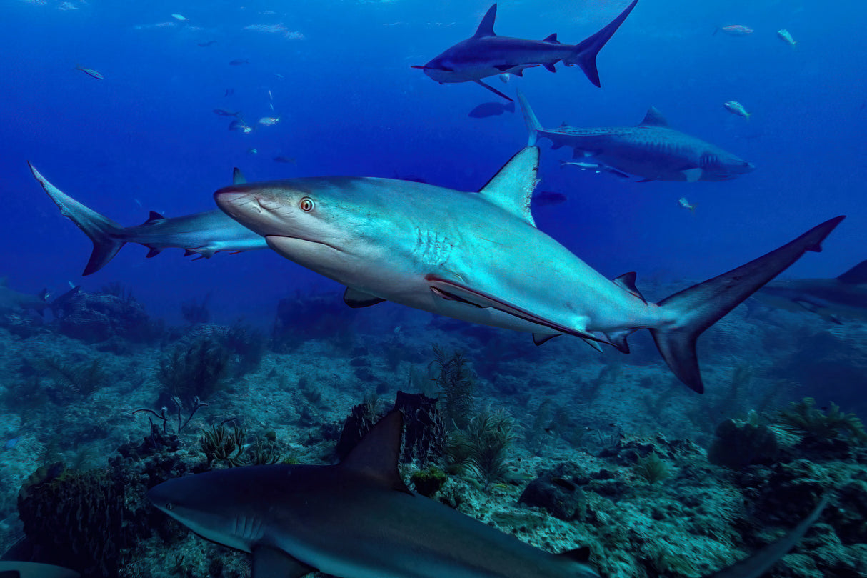 Shark fest Poster och Canvastavla