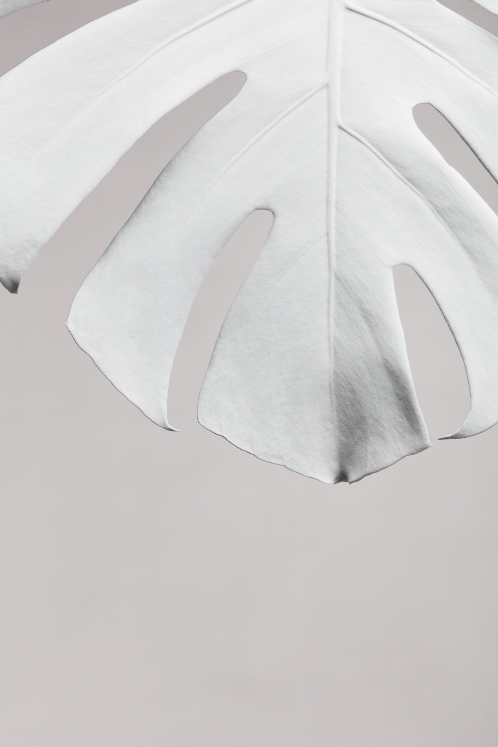 Monstera White 06 Poster och Canvastavla