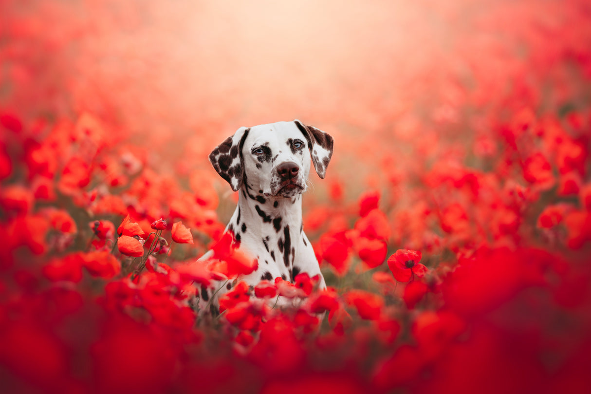 Poppy Poster och Canvastavla