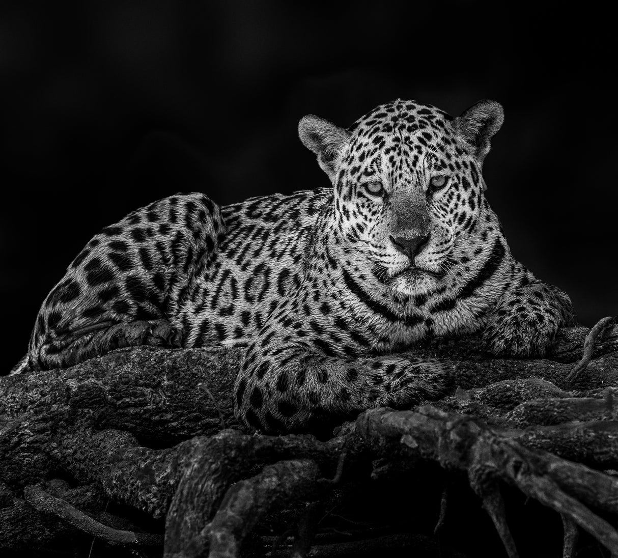 Poster och Canvastavla