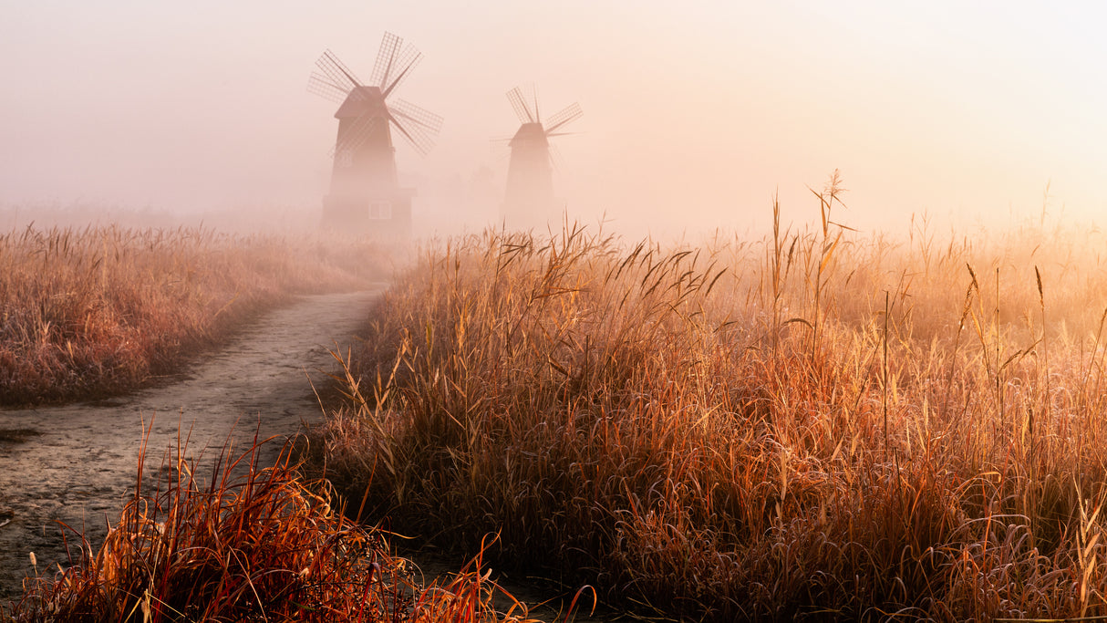 Morning mist Poster och Canvastavla