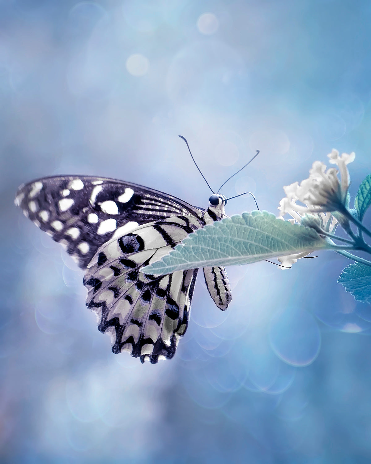 Butterfly in Softly Blue Poster och Canvastavla