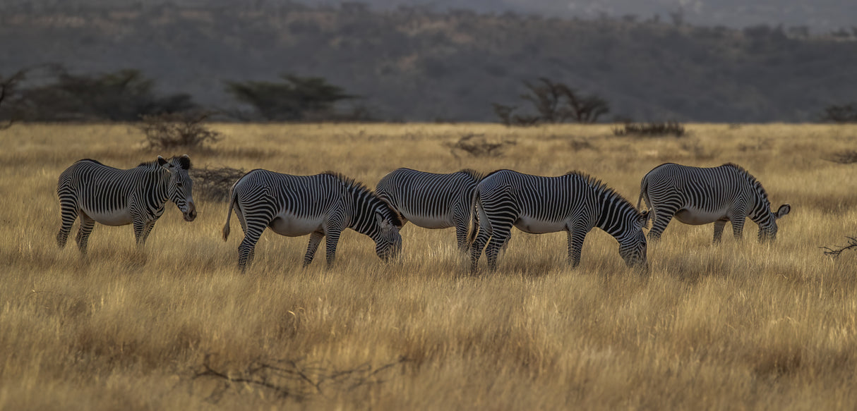 zebra crossing Poster och Canvastavla