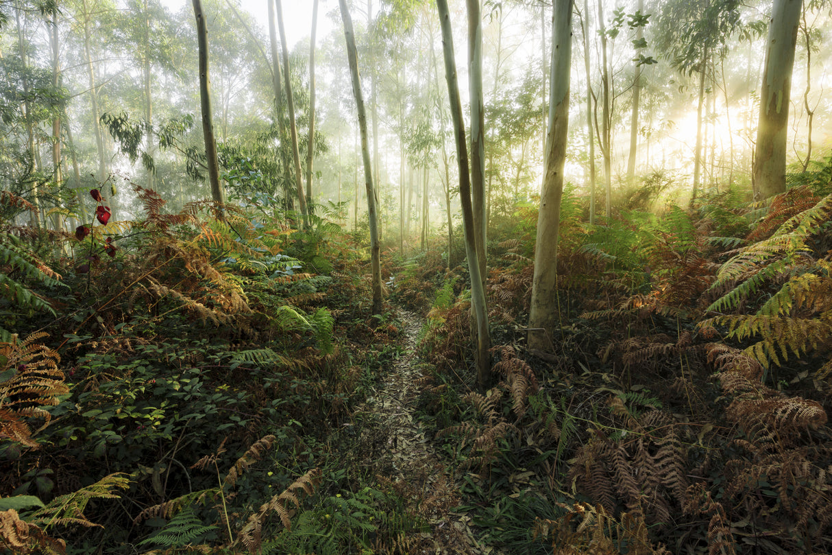 Foggy Woods II Poster och Canvastavla