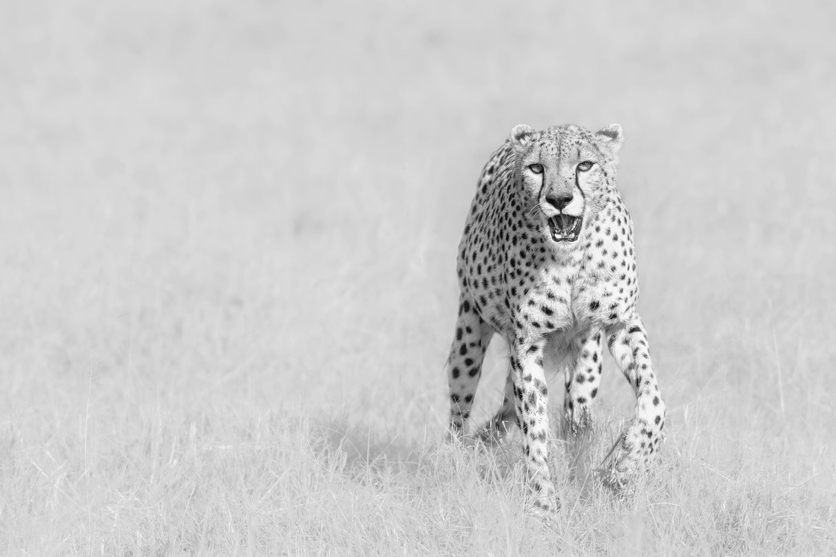Cheetah Poster och Canvastavla