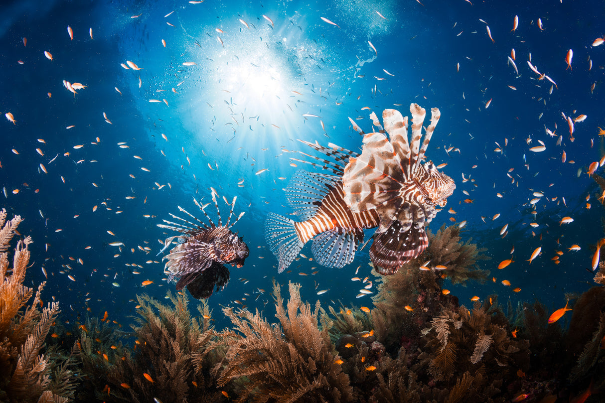 Lionfish Poster och Canvastavla