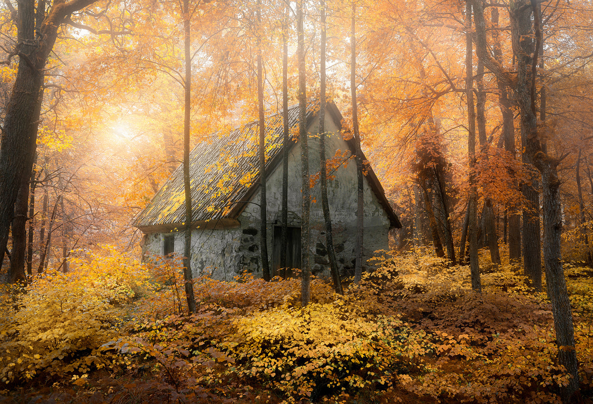 House in the forest during fallseason Poster och Canvastavla