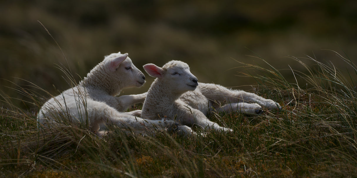 Dreaming lambs in the dunes Poster och Canvastavla