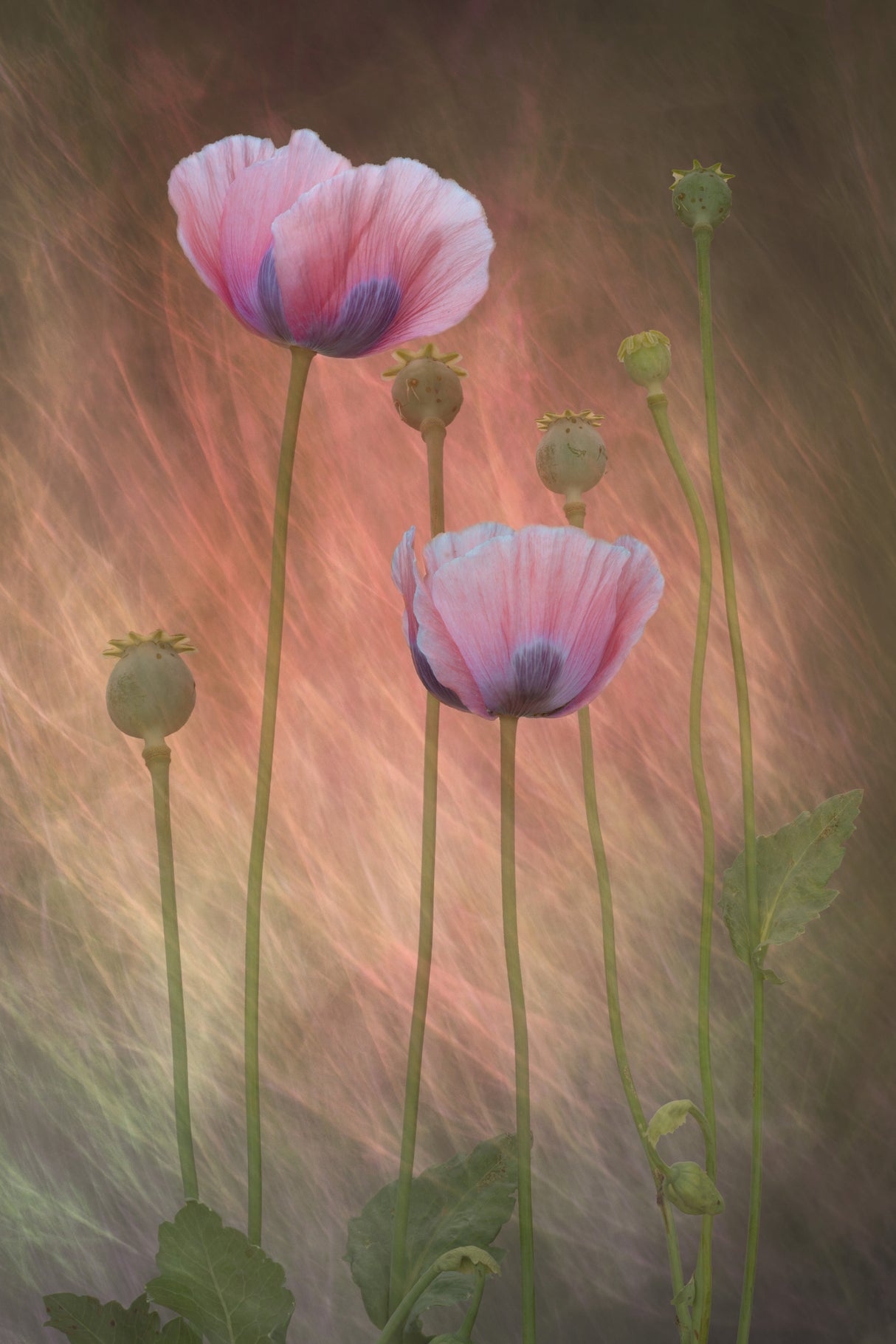 Friends Poster och Canvastavla