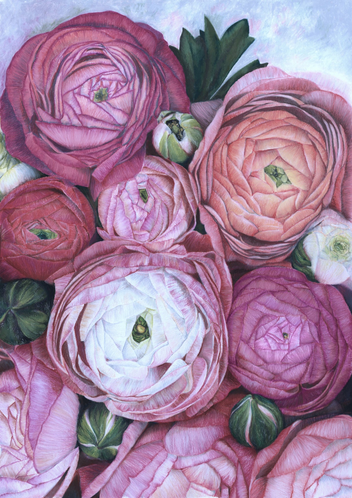 Arleth ranunculus bouquet in cold pink Poster och Canvastavla