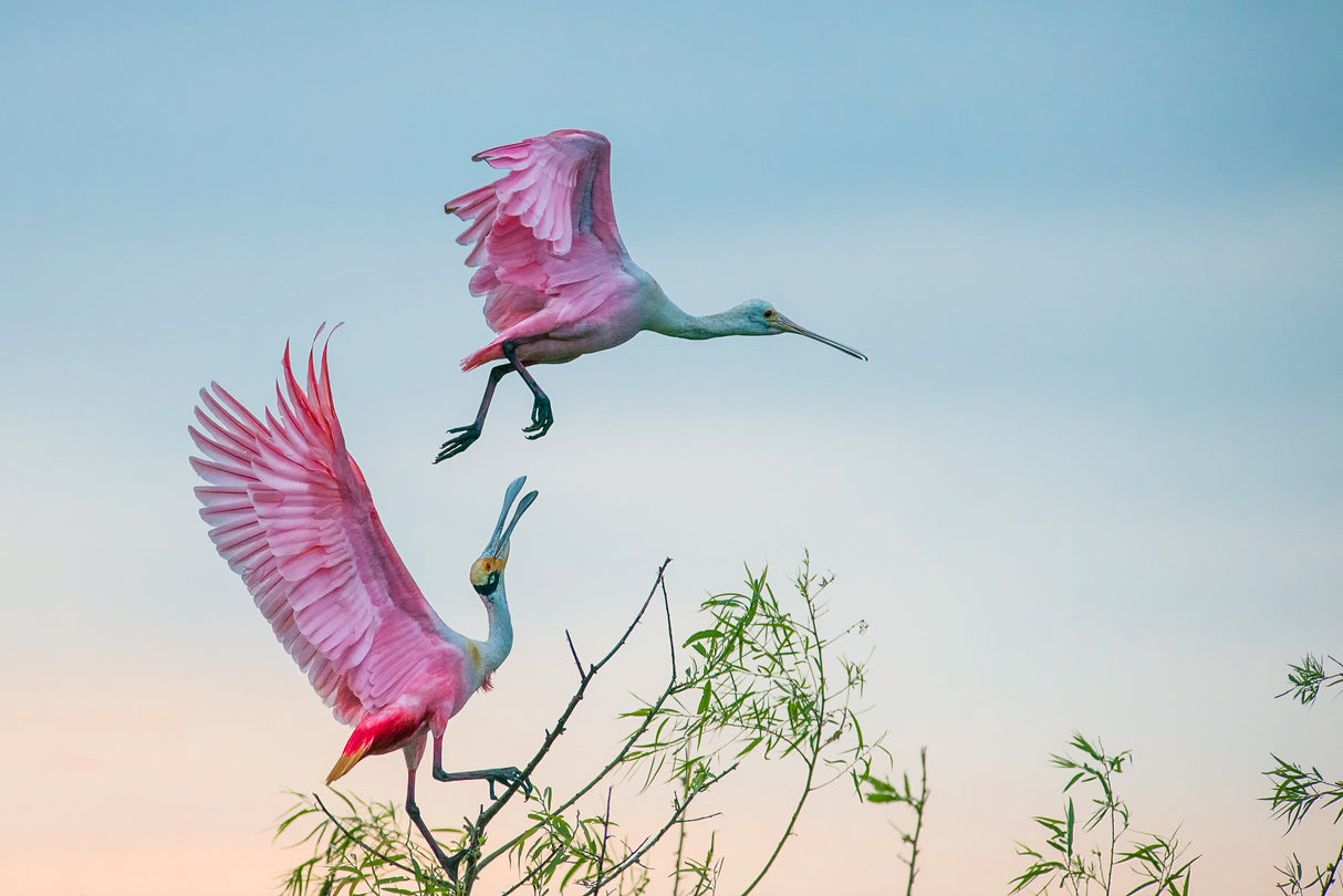 Rosy pair (Roseate Spoonbills) Poster och Canvastavla