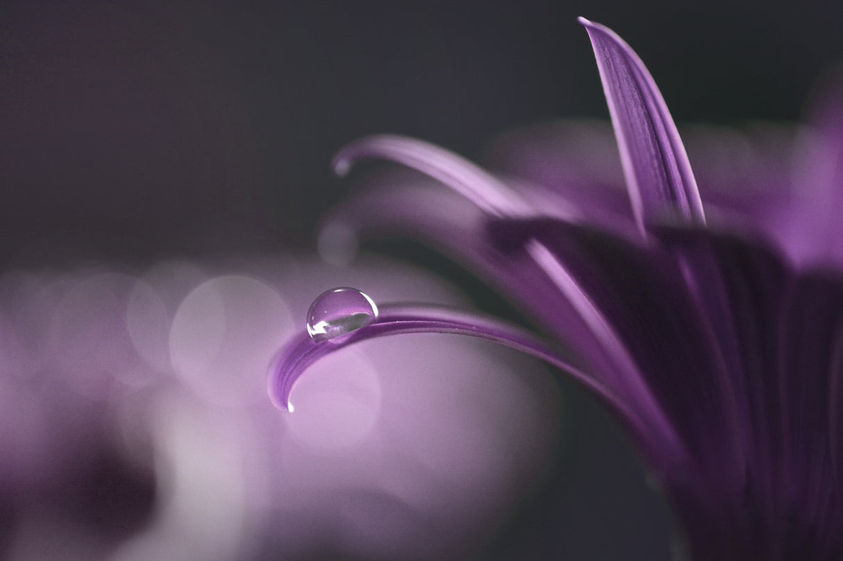 Drops of jupiter Poster och Canvastavla