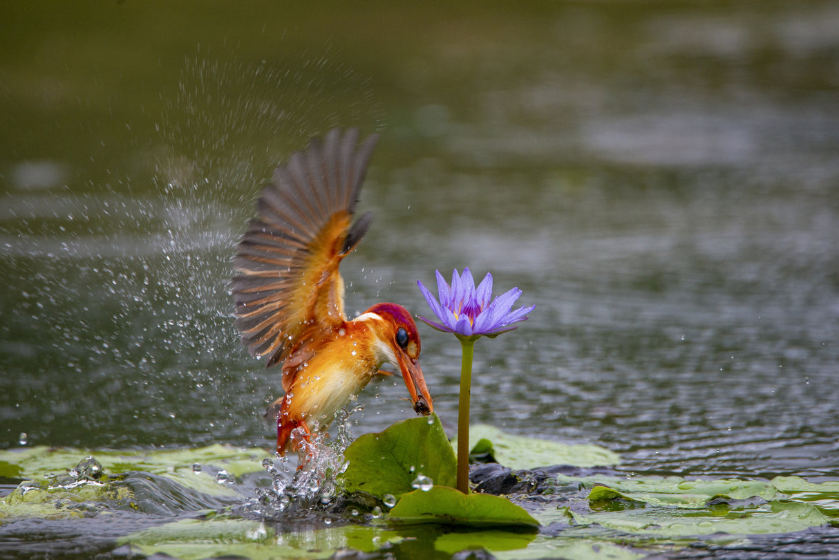Yellow King Fisher Poster och Canvastavla