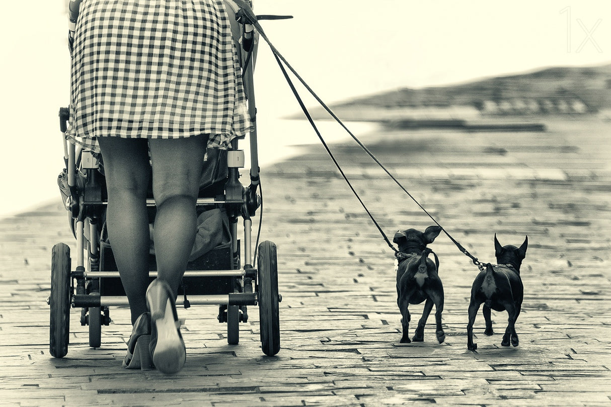Legs and dogs Poster och Canvastavla