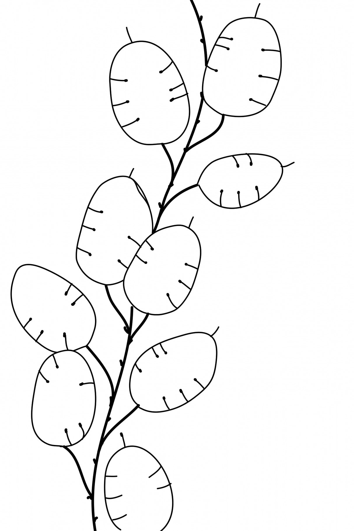 Lunaria Poster och Canvastavla