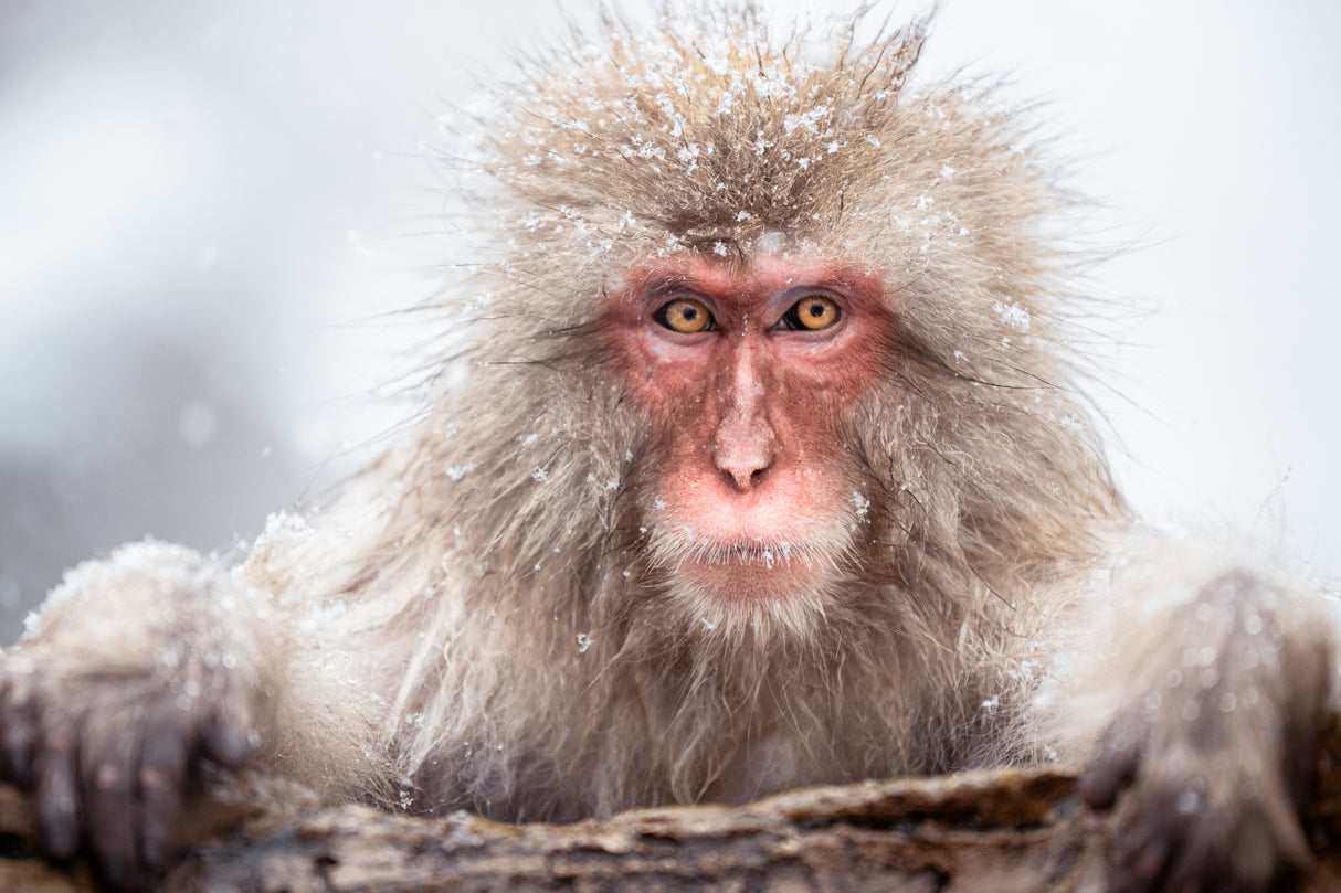 A Snow Monkey Poster och Canvastavla