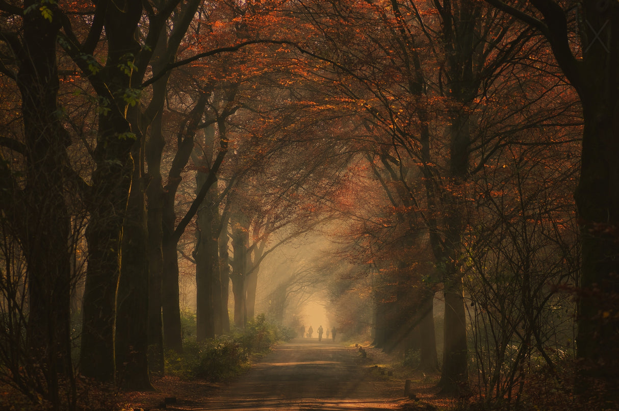 Autumn walk Poster och Canvastavla