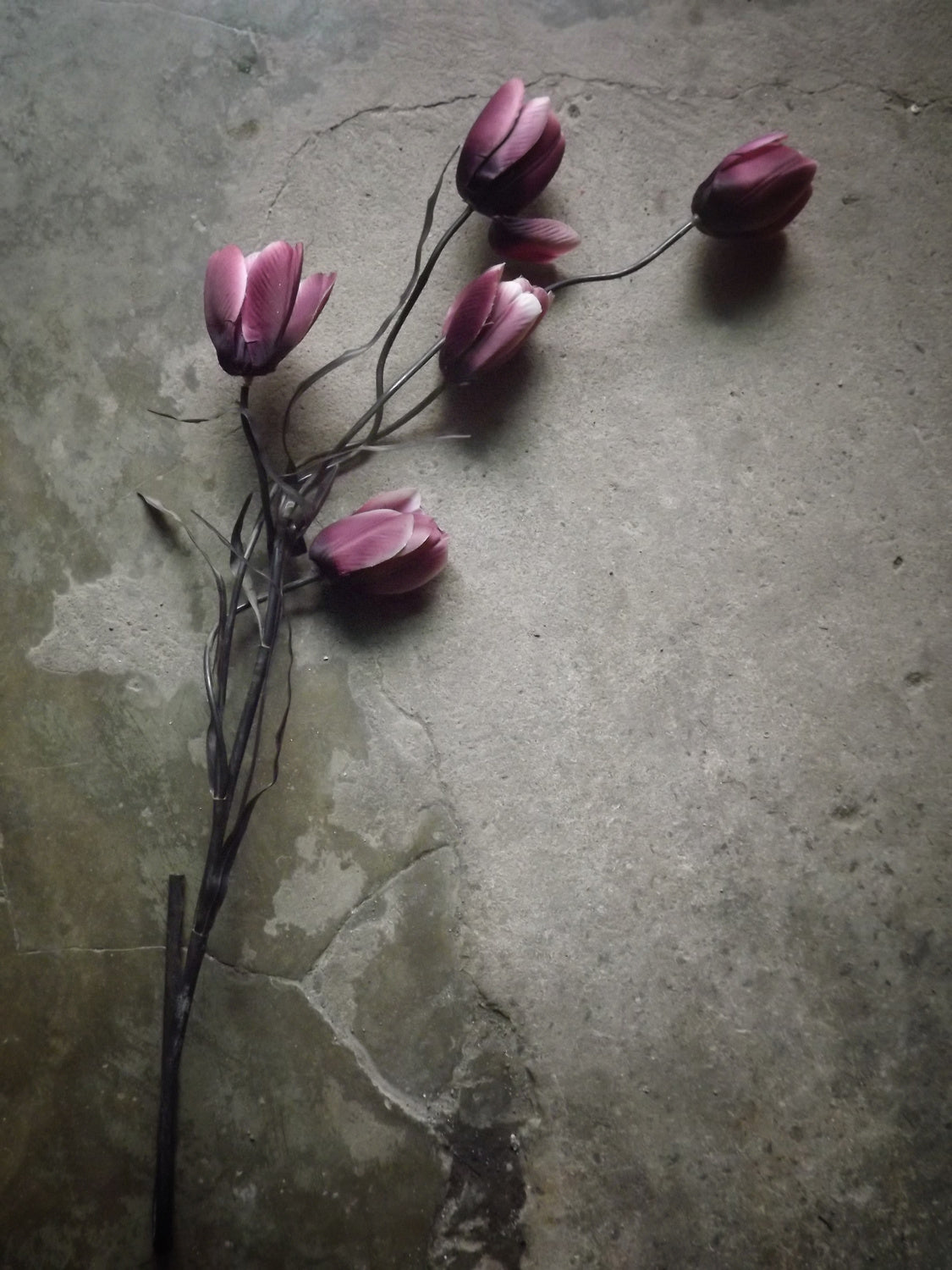 The elegant tulip Poster och Canvastavla