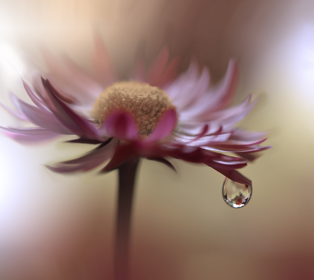 Tears of Time.. Poster och Canvastavla
