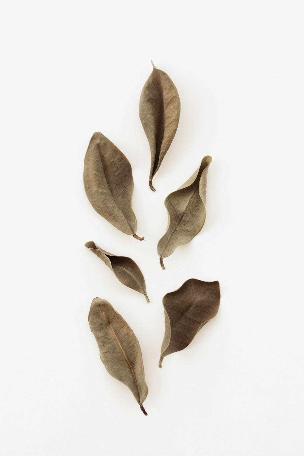 Dried Leaves_2 Poster och Canvastavla