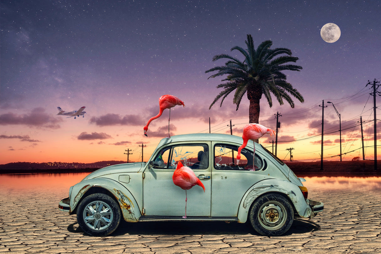 Flamingos Ate My Car Poster och Canvastavla