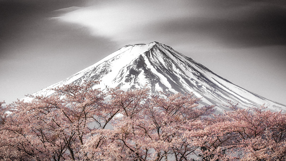Sakura Fuji Poster och Canvastavla