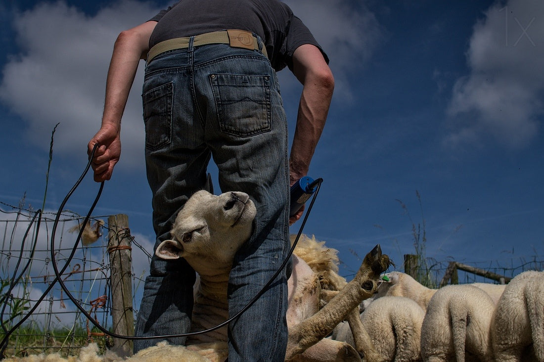Sheep shearing Poster och Canvastavla