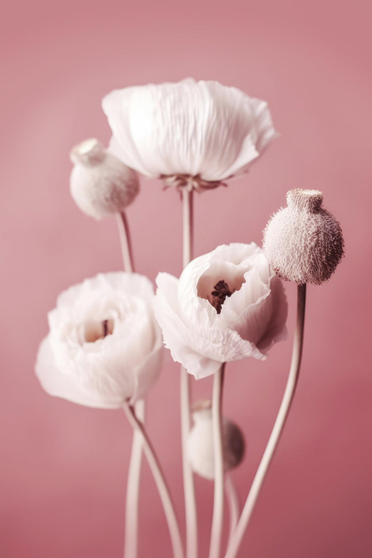 White Poppy On Pink Background Poster och Canvastavla
