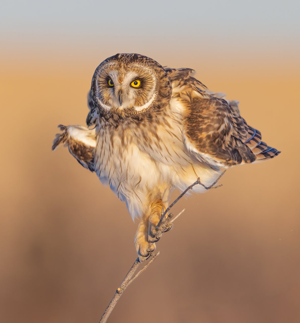 Short-eared owl shake off Poster och Canvastavla