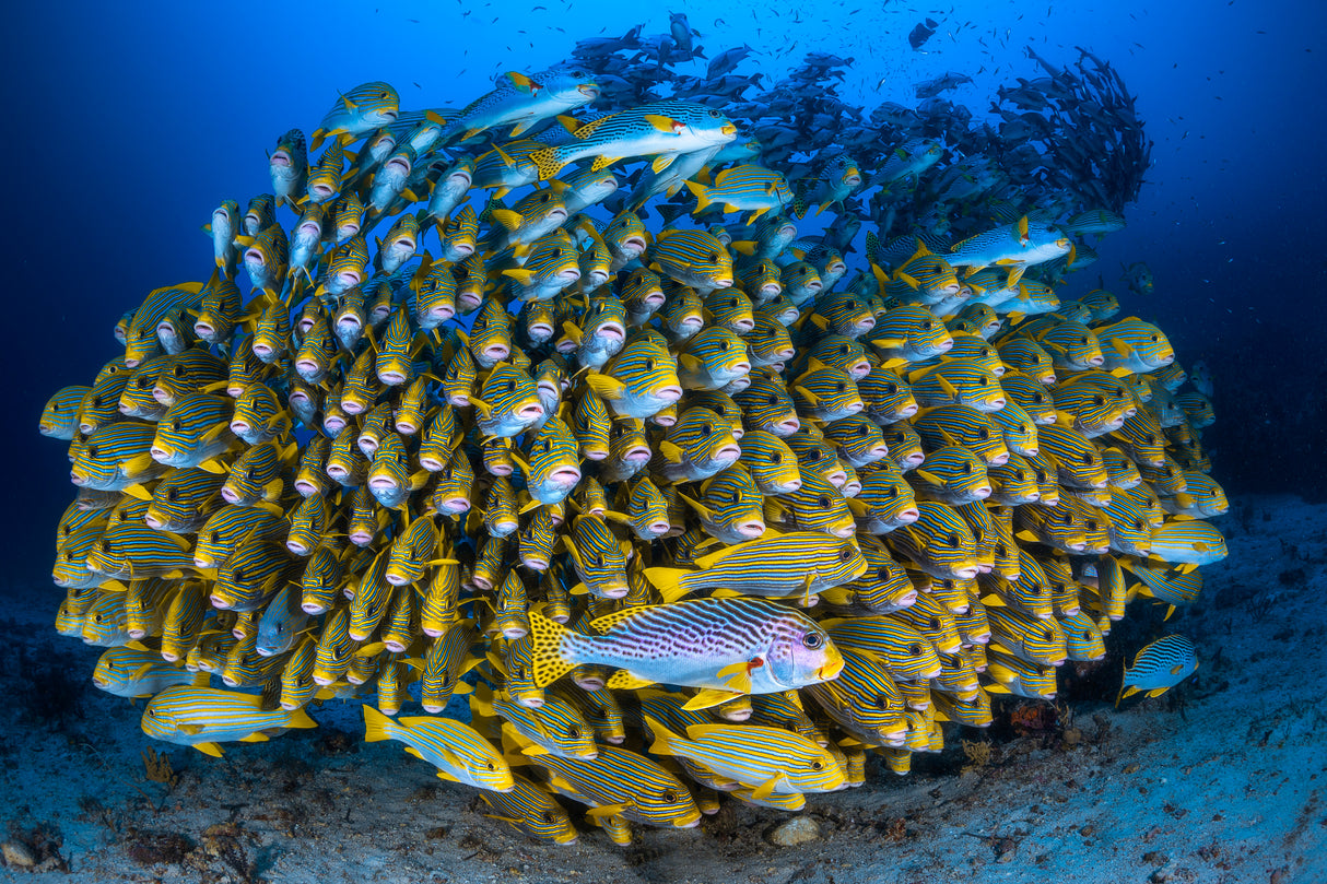 Cape Kri's school of sweetlips Poster och Canvastavla