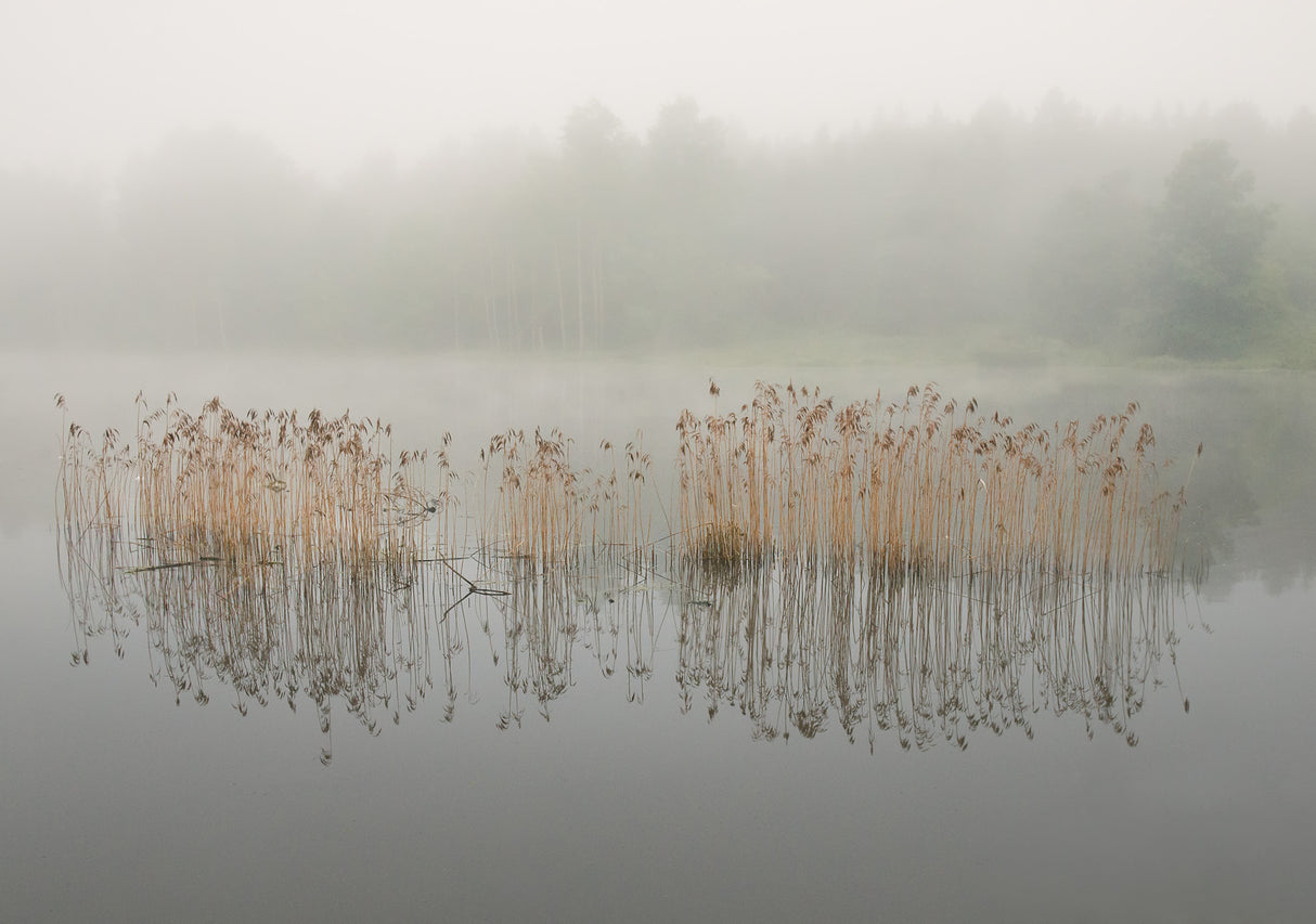 Misty morning Poster och Canvastavla