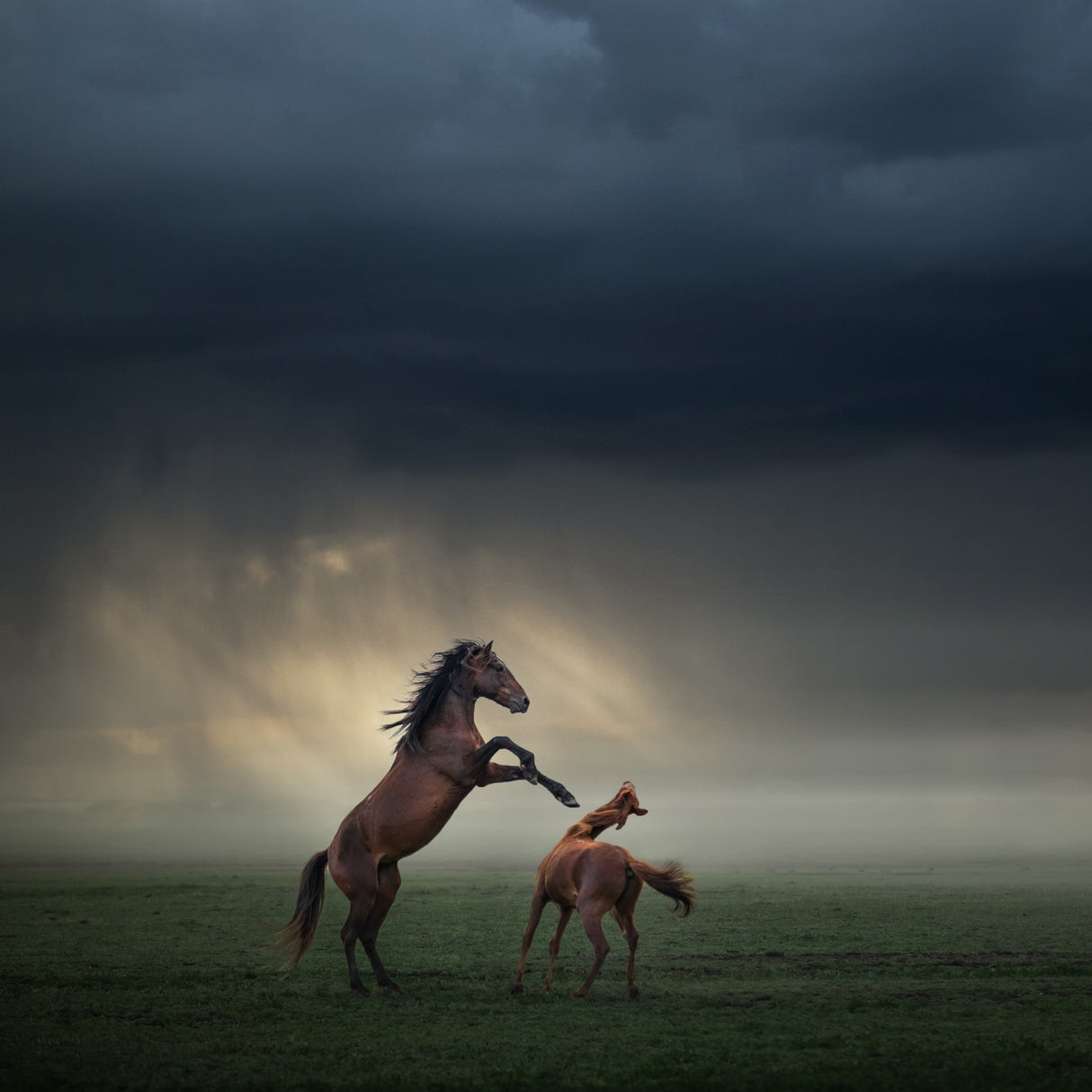 Horses Fight Poster och Canvastavla