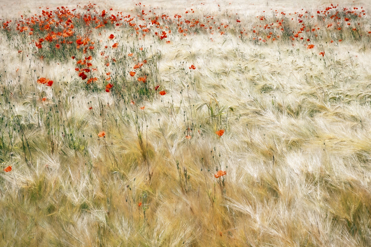 Summerfield Poster och Canvastavla