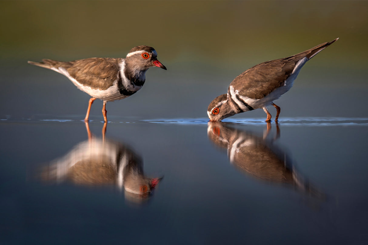 Three-blanded plover Poster och Canvastavla