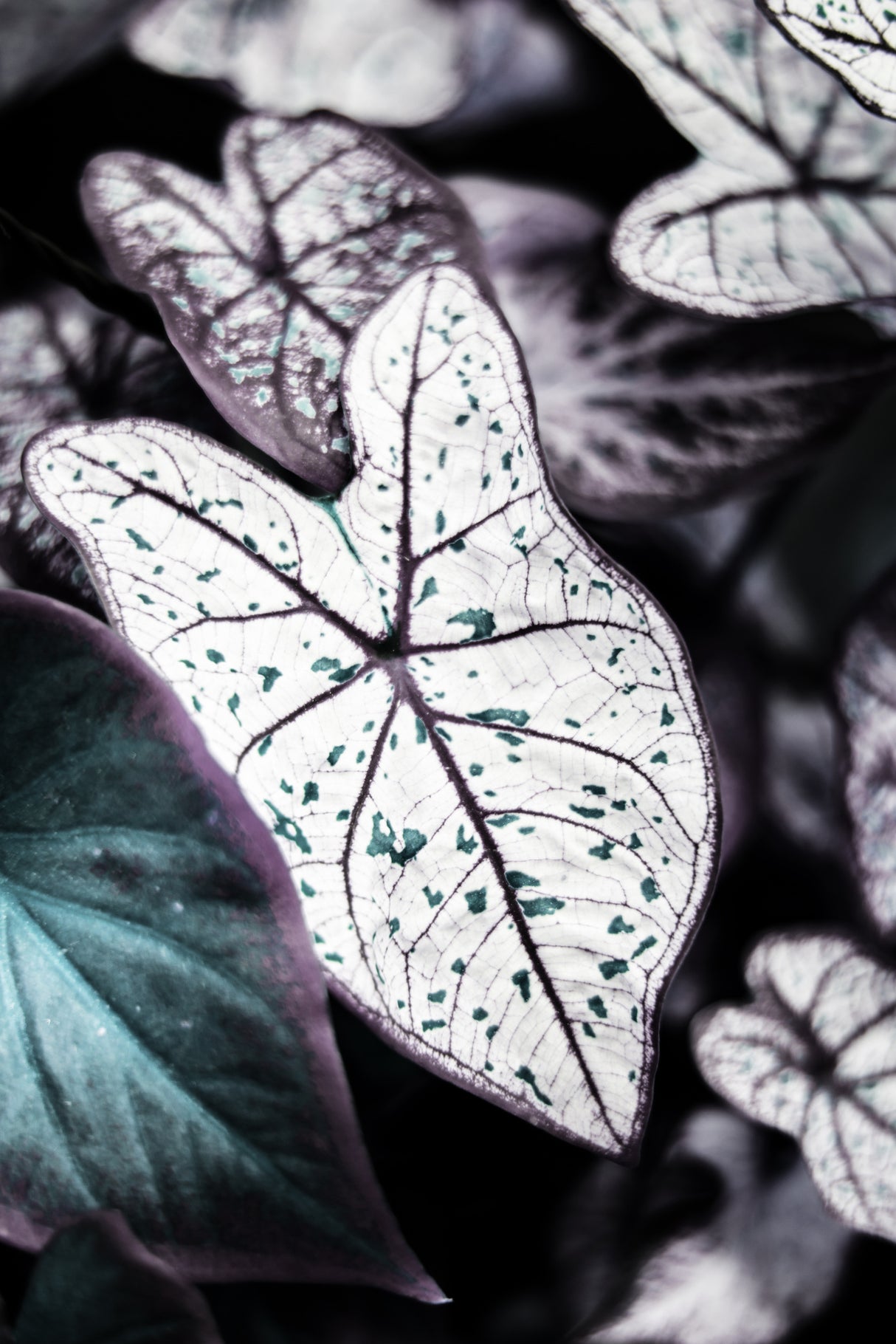 Botanical Saphire Poster och Canvastavla