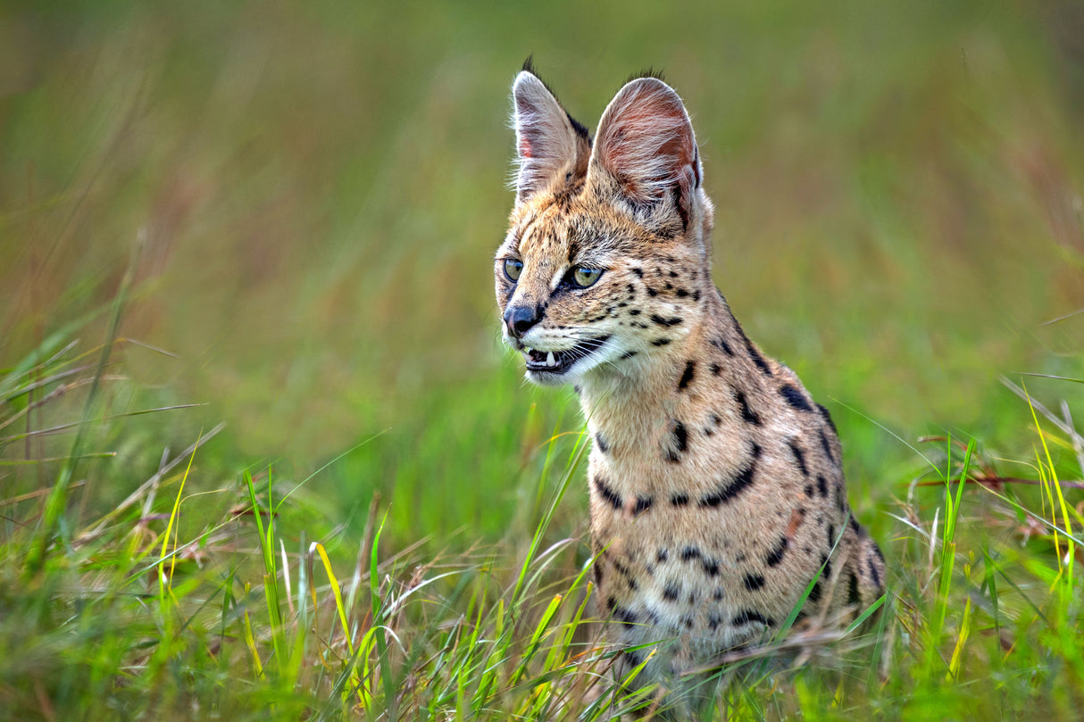 Serval Close Up Poster och Canvastavla