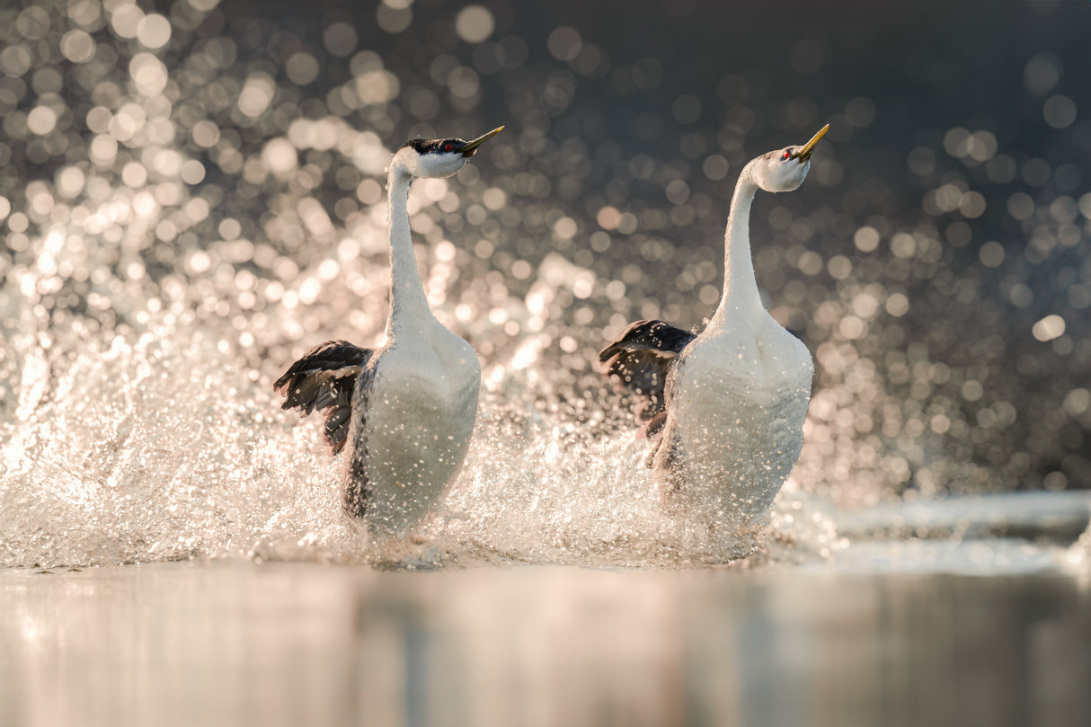 Dancing on the Water Poster och Canvastavla