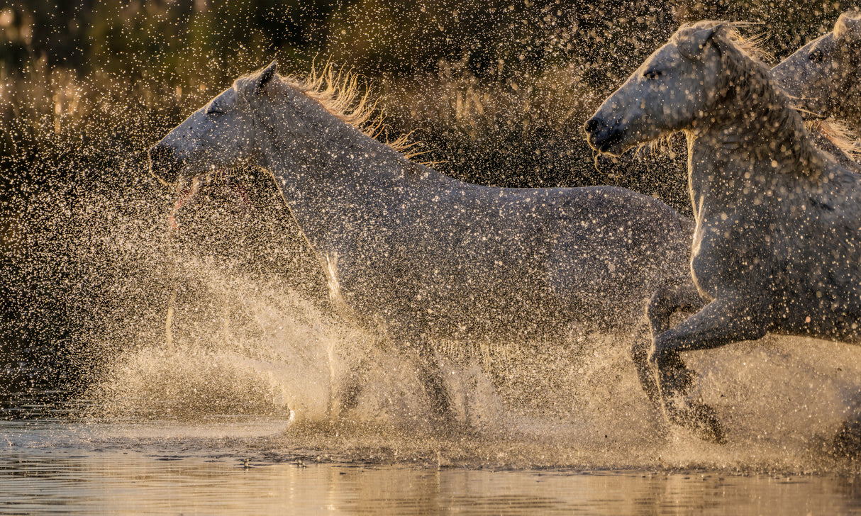 Camargue horses Poster och Canvastavla