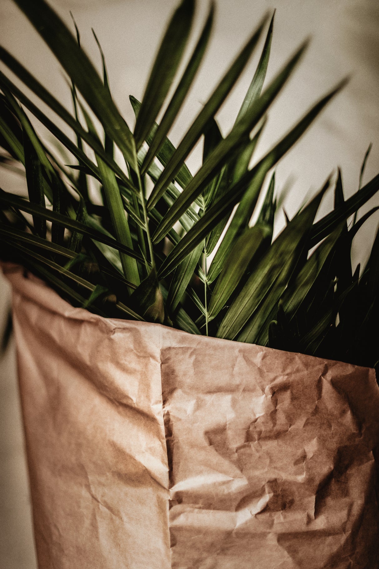 Palms & Craft Paper Poster och Canvastavla