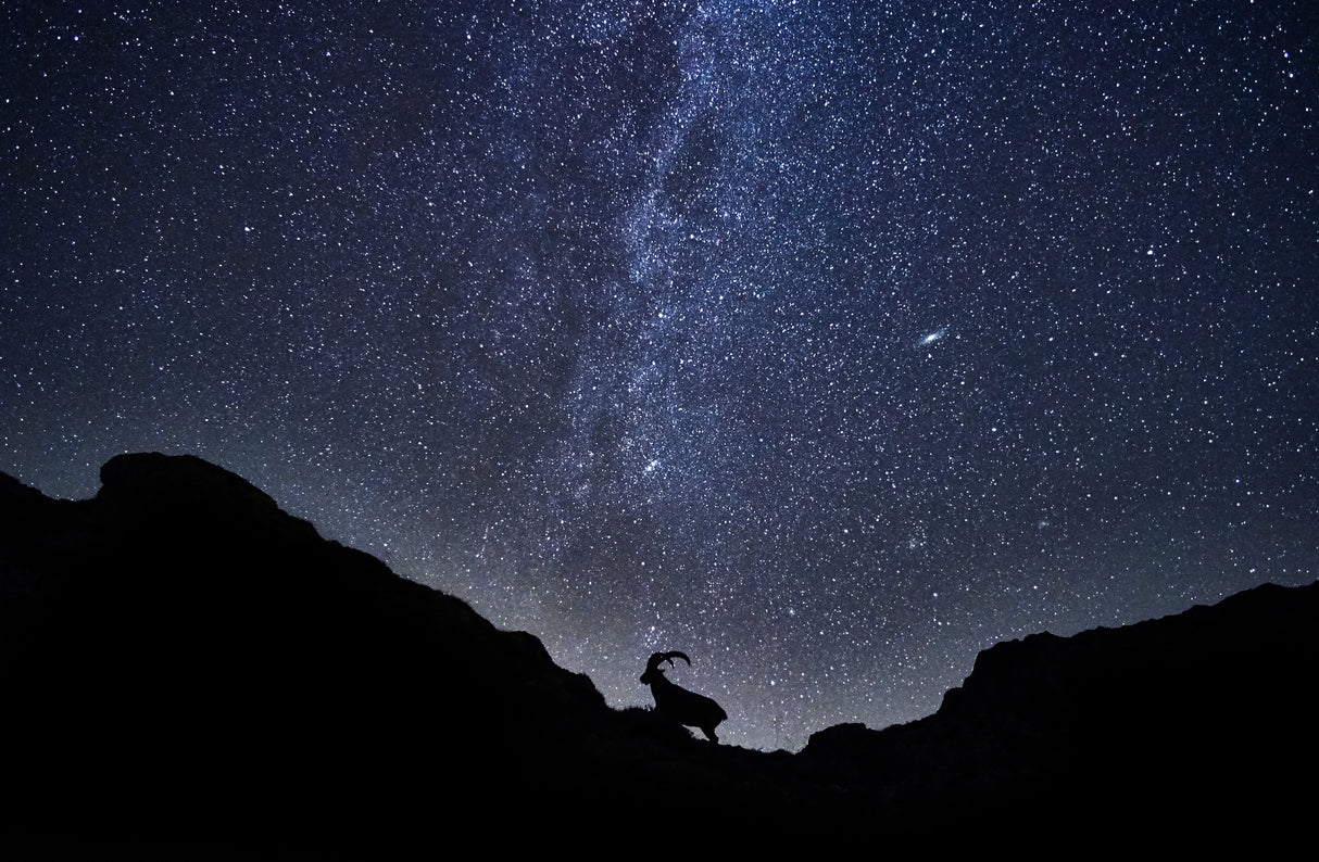 The Ibex and the milky way Poster och Canvastavla