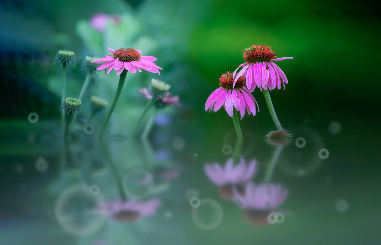 Summer garden Poster och Canvastavla