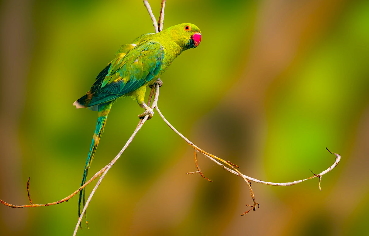 Parrot Poster och Canvastavla