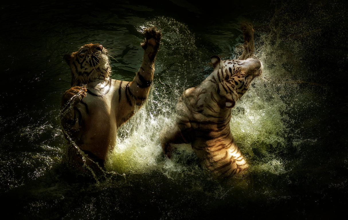 Fighting Poster och Canvastavla