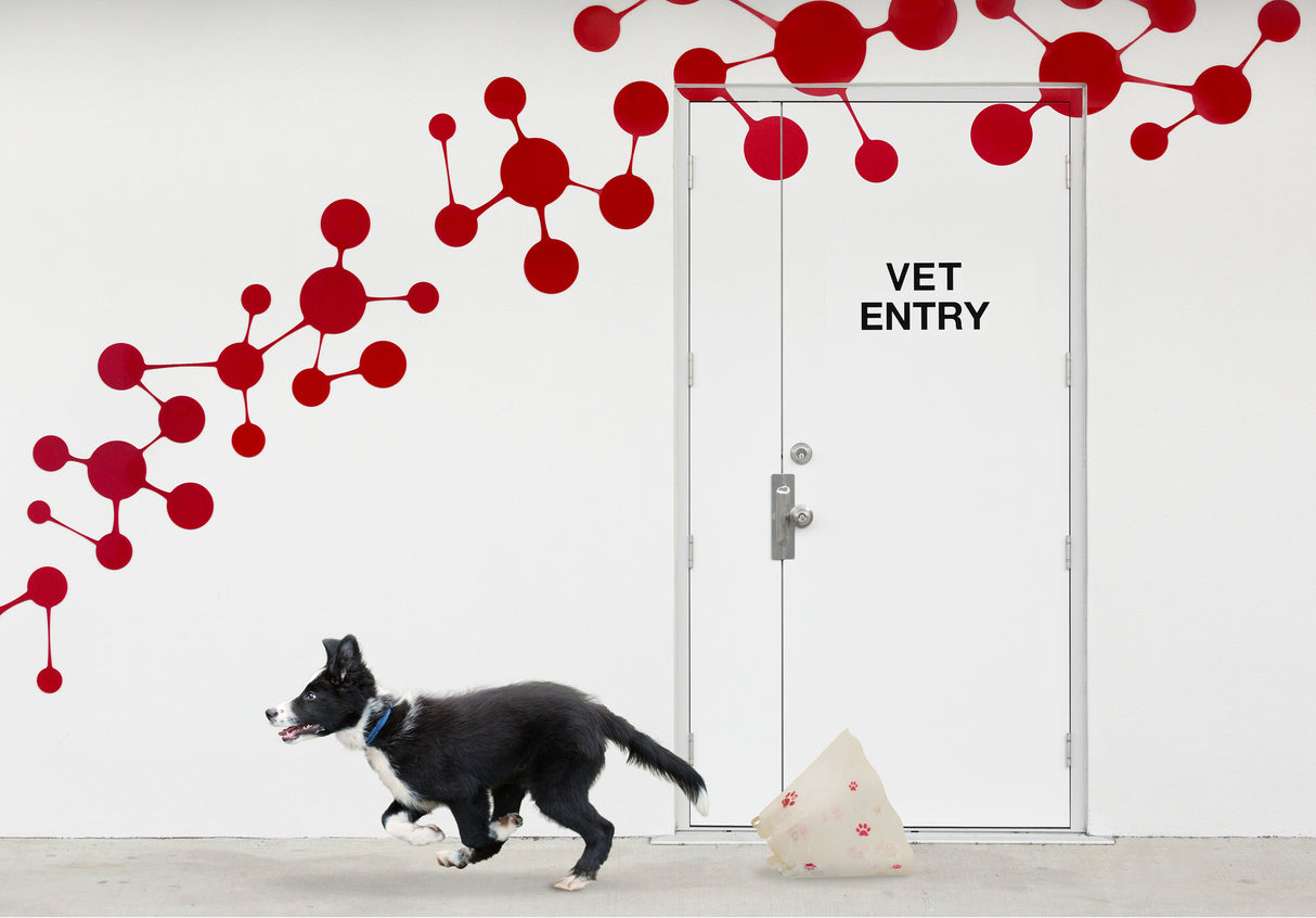 Escape at the Vet Poster och Canvastavla