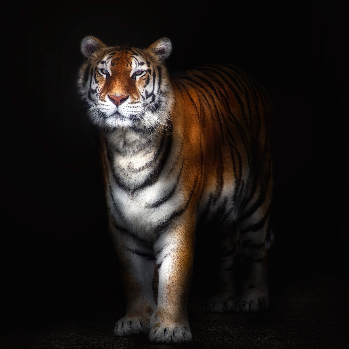 Tiger portrait II Poster och Canvastavla